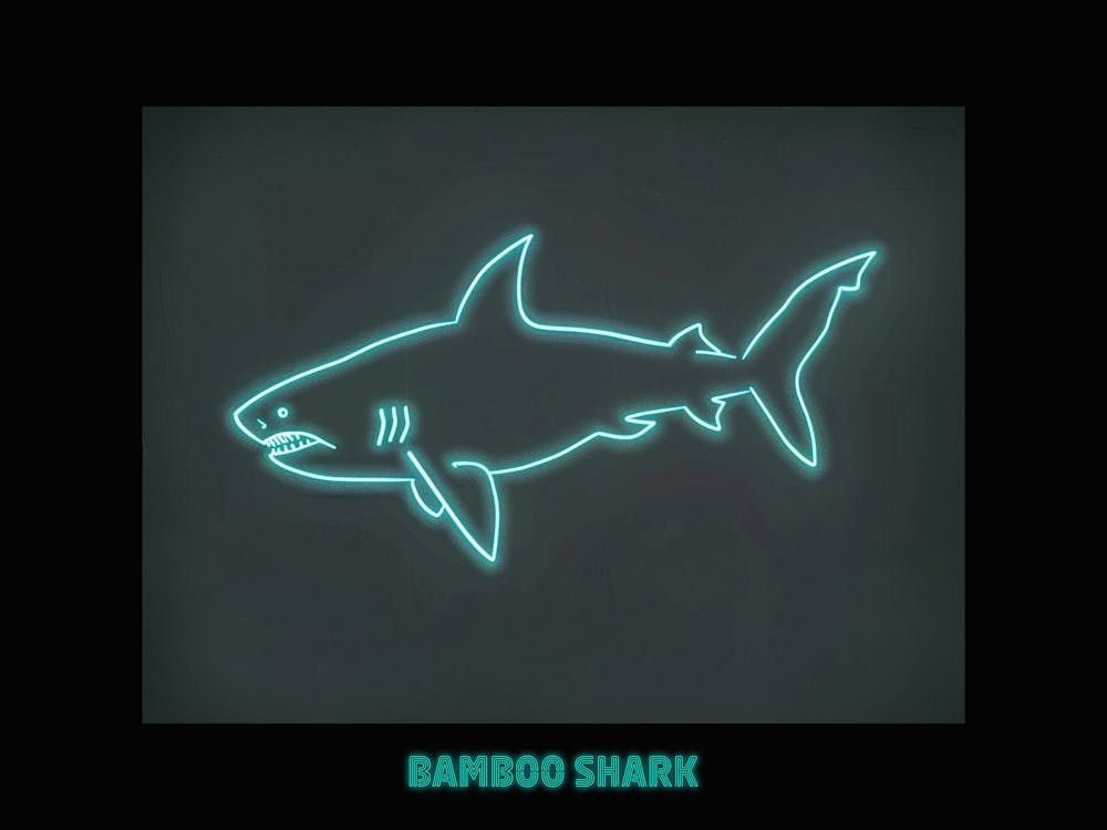 Neon Aqua Bamboo Shark 6 Poster