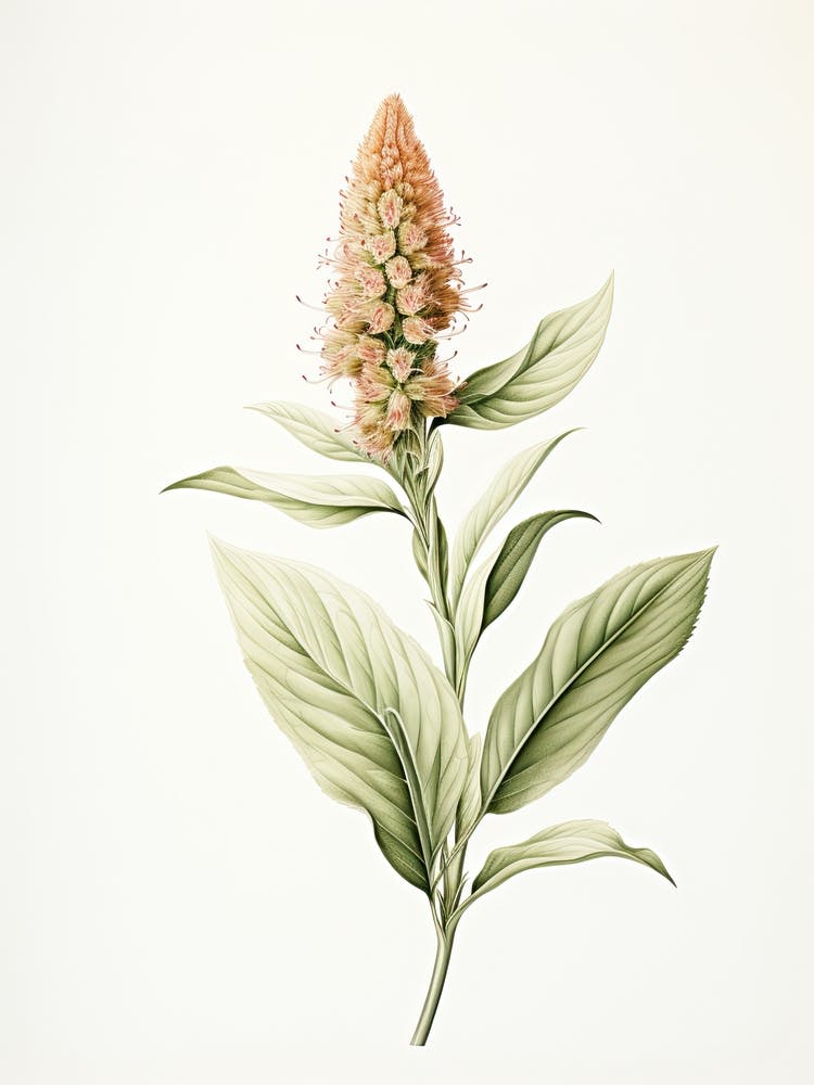 Ginger Vintage Botanical Herbs 2