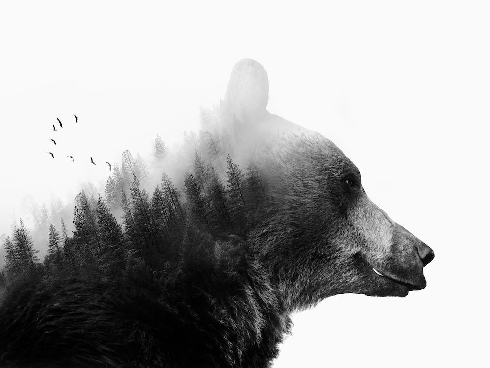 Big Bear