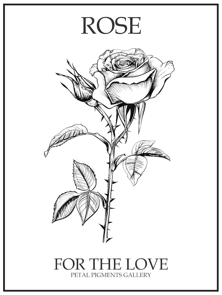 Black And White Rose Line Drawing 8 Poster