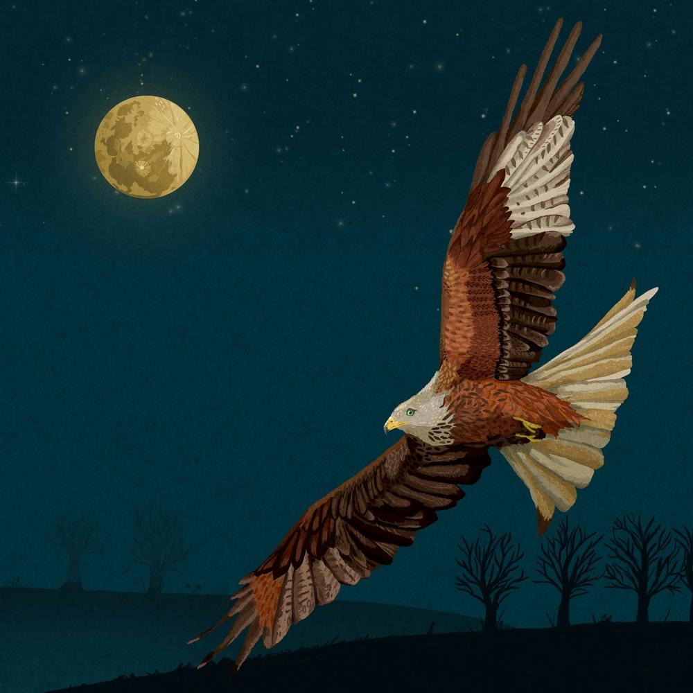 Red Kite Square