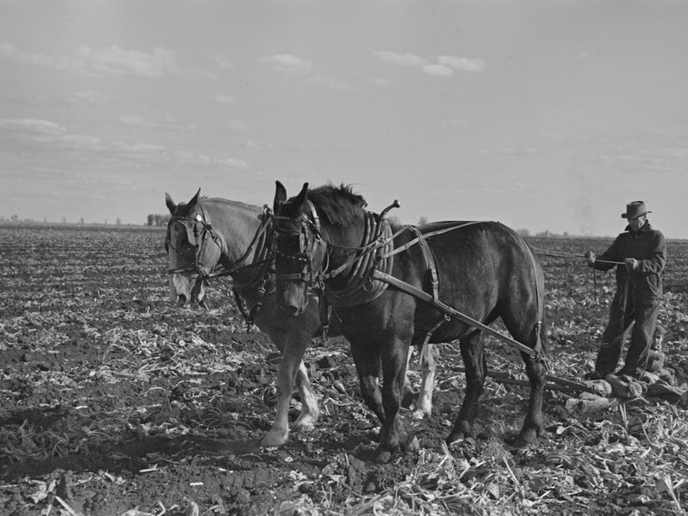 Clearing Space To Pile Topped Sugar Beets; This Makes Scooping Them Up Easier, East Grand Forks, Minnesota
