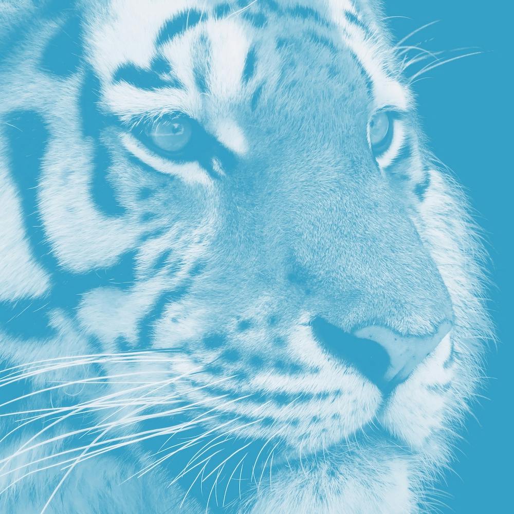 Tiger Pastel Blue Square
