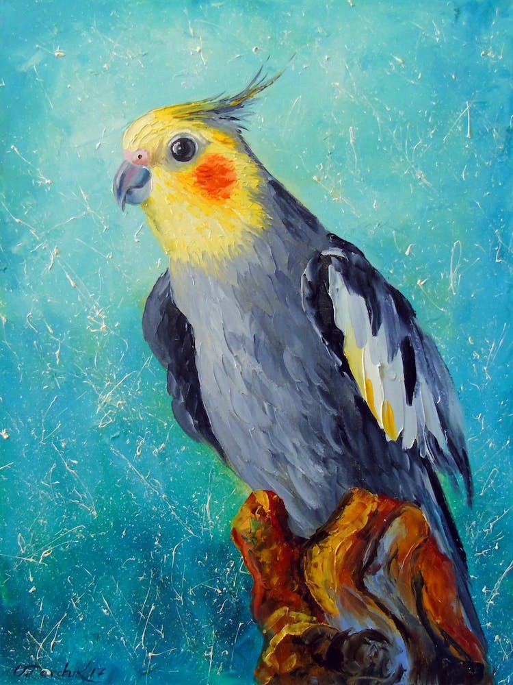 Corella Parrot
