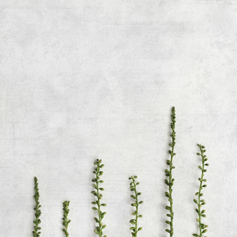 Minimal Green Botanics Square