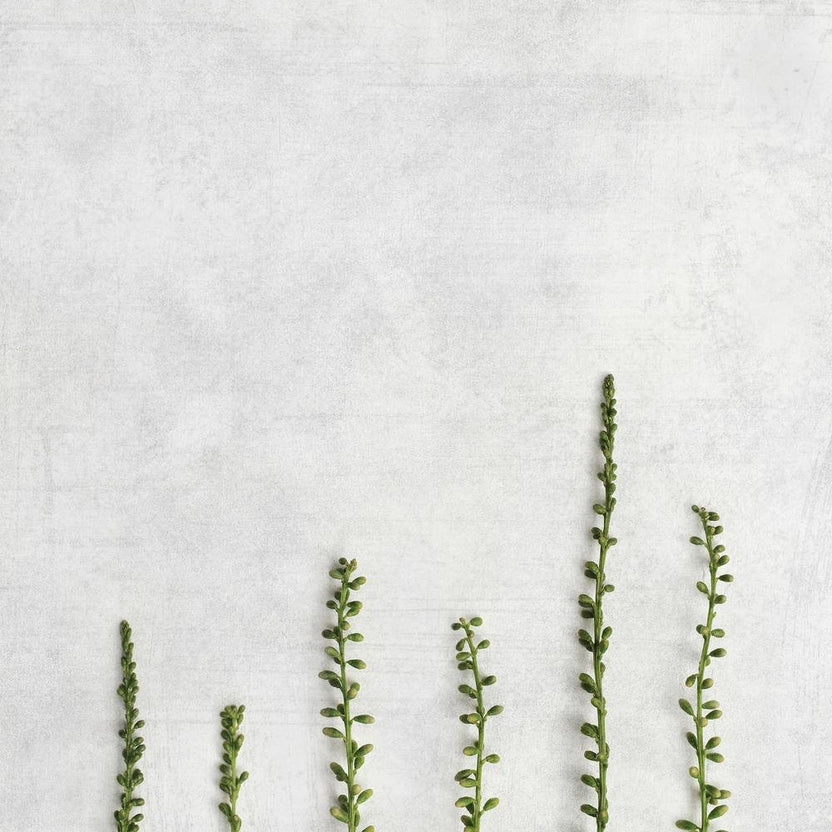 Minimal Green Botanics Square