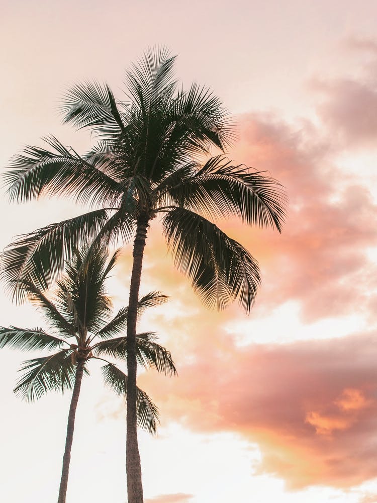 Pink Sunset Palm Trees