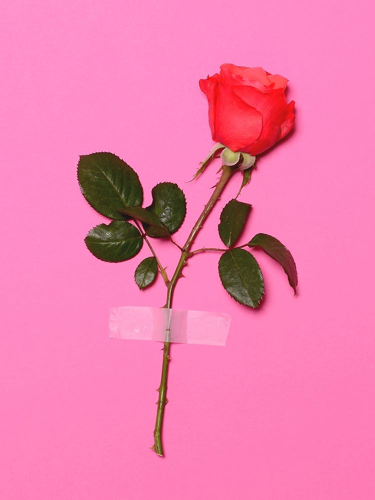 Wall Flower In