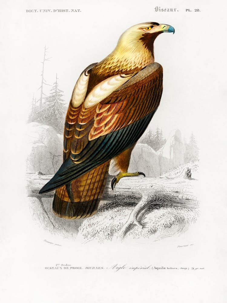 Aigle Impérial Oriental (Aquila Heliaca), Charles Dessalines D' Orbigny