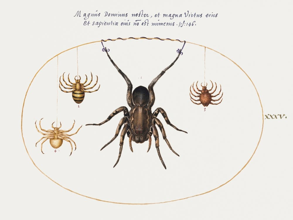 A Wolf Spider And Three Other Spiders (1575–1580), Joris Hoefnagel
