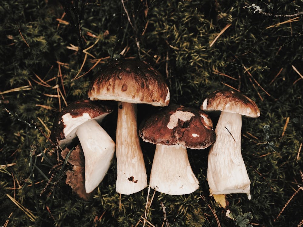 Woodland Mushroom Harvest