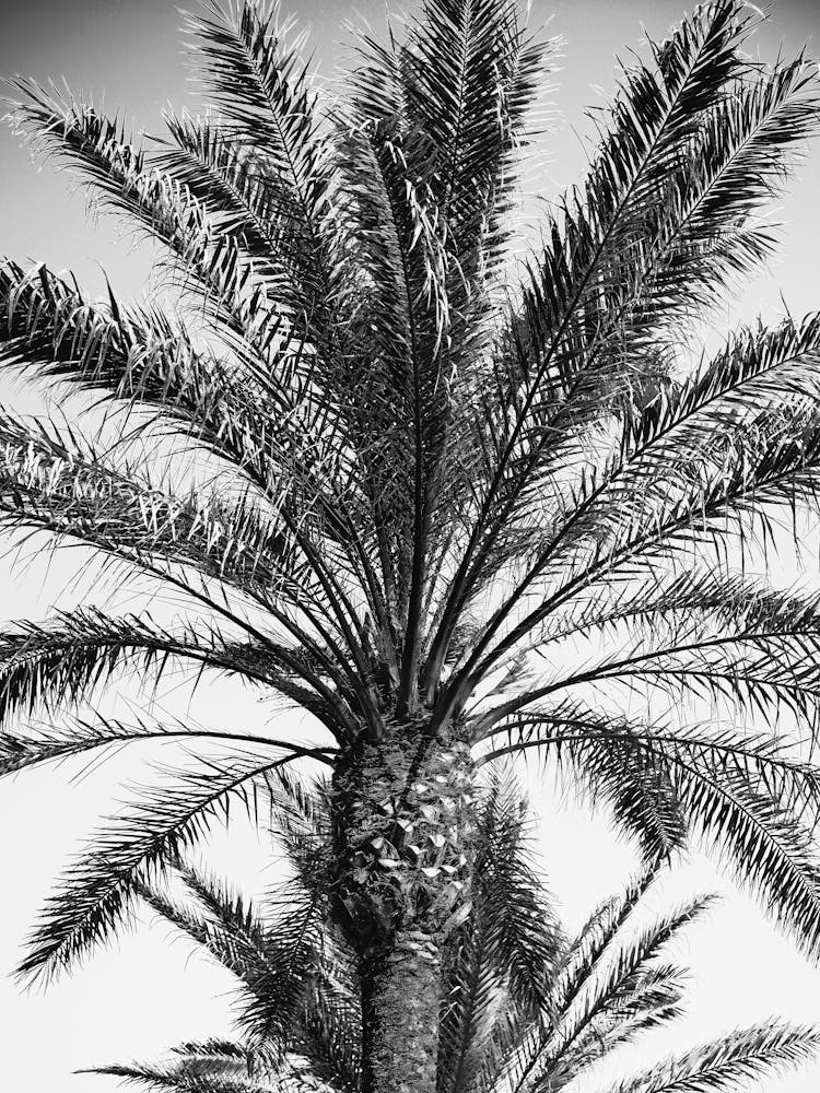 Palmtree in Black & White // Ibiza Nature & Travel Photography