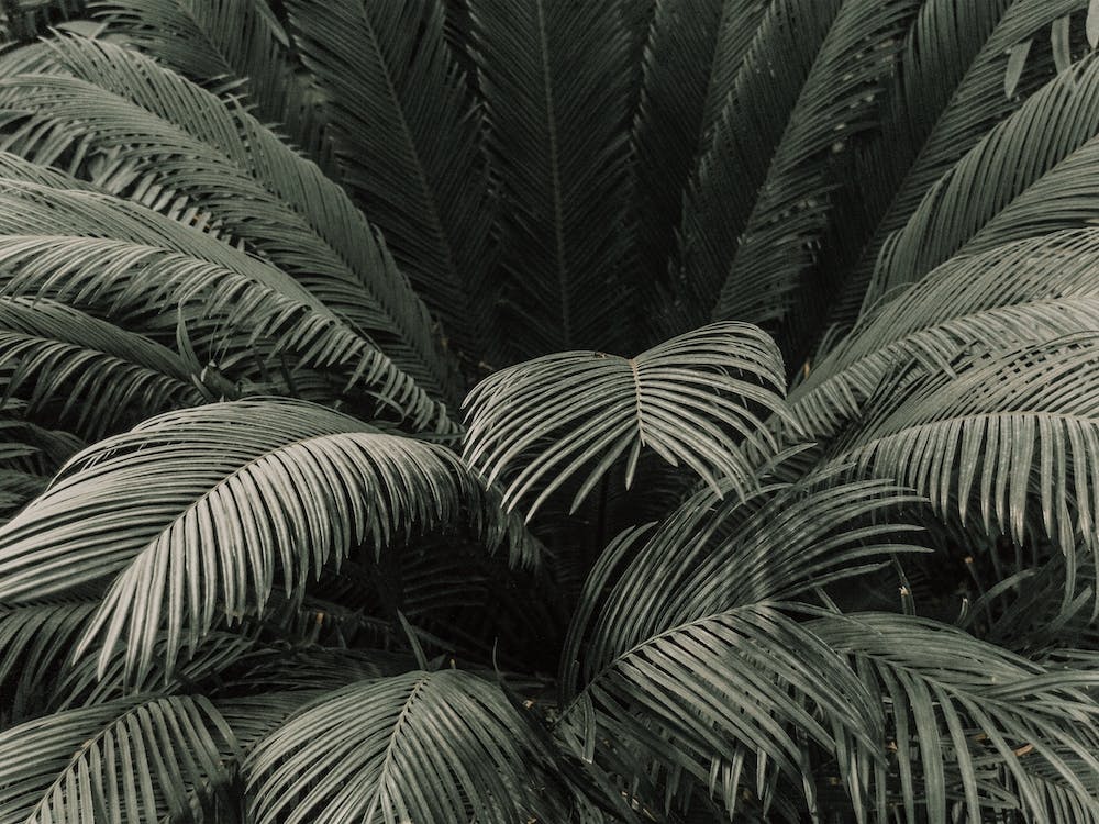 Moody Jungle Palm