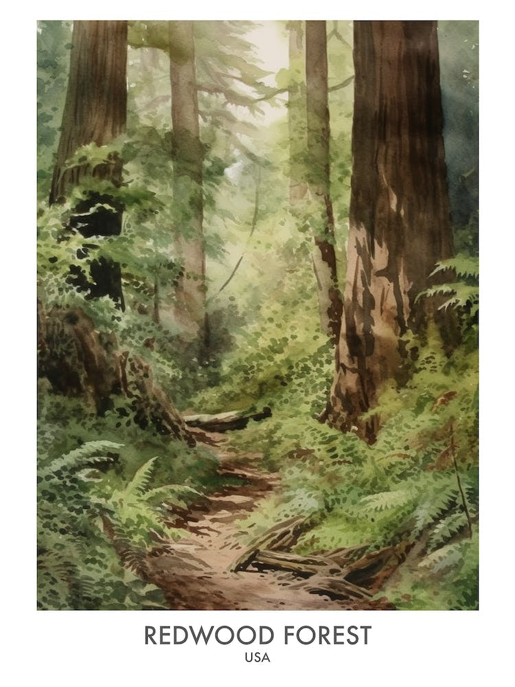 Redwood Forest 3 Watercolour Travel Poster