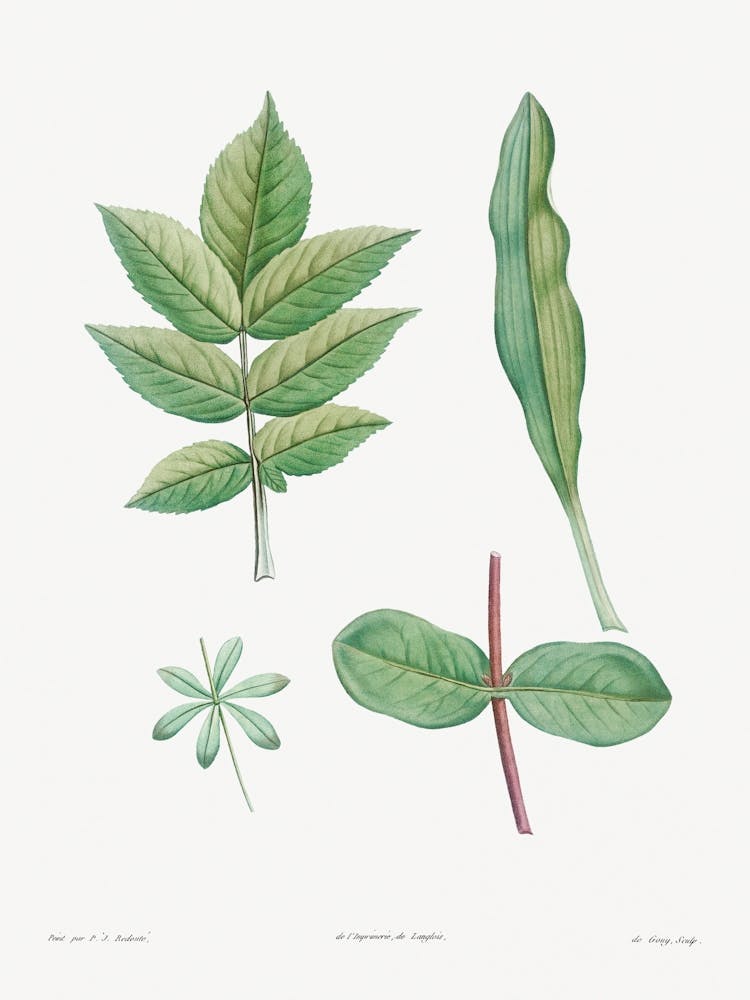 Tree Leaves Set, Pierre Joseph Redoute