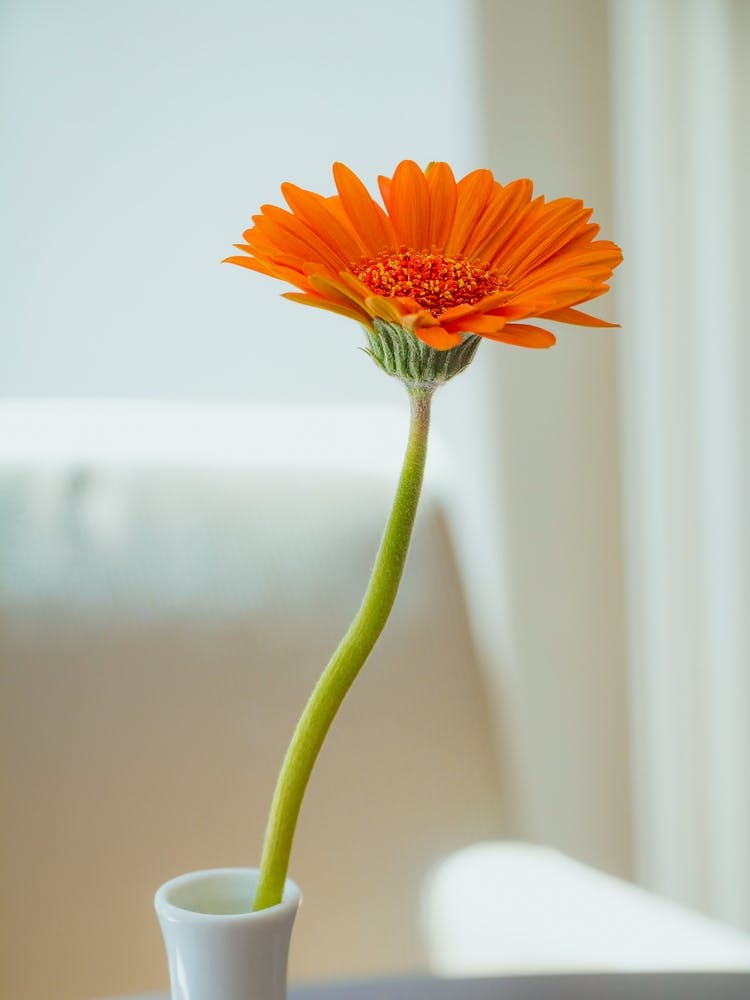 Orange Gerbera Flower In White Vase On White Background 1