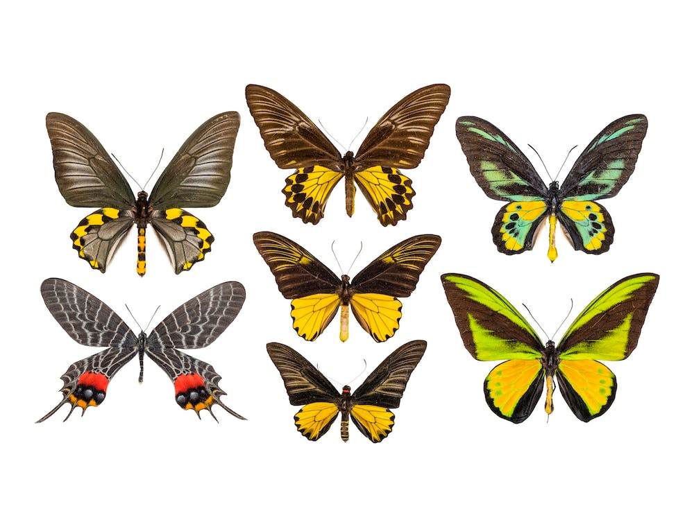 Collection Of Yellow Butterflies