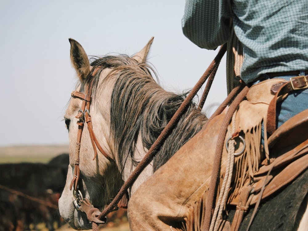 Cowboy View