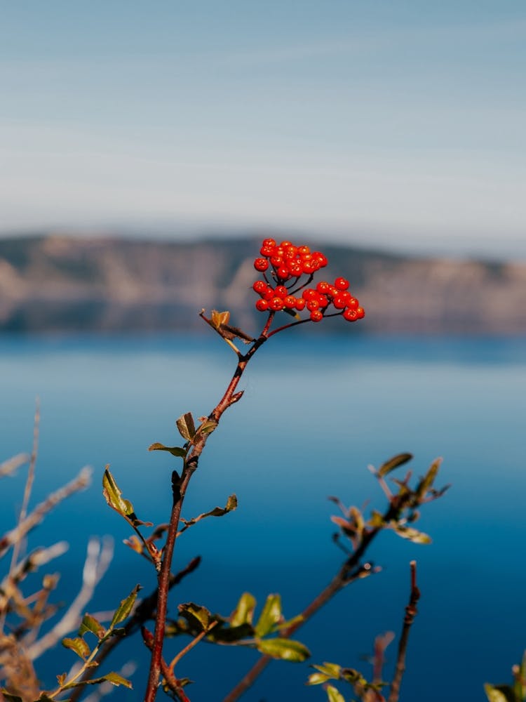 Crater Lake Beeren