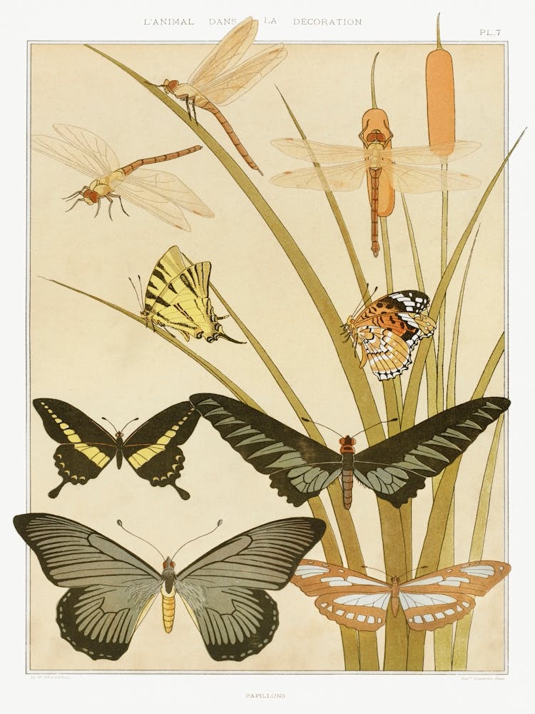 Butterflies From The Animal In The Decoration (1897), Maurice Pillard Verneuil