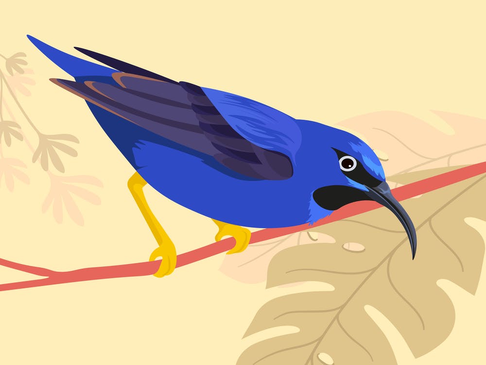Tropical Avian Animal On Branch
