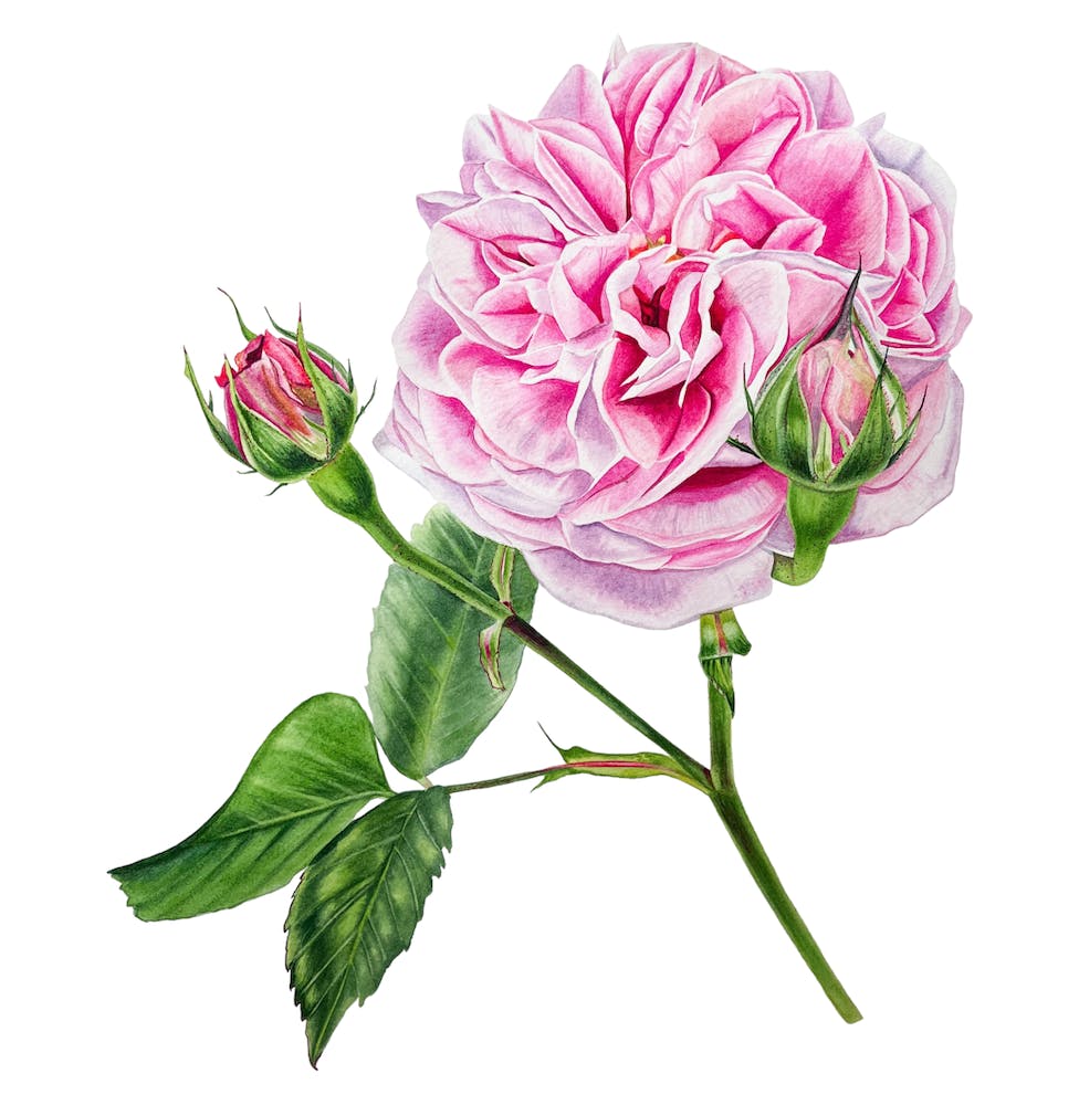 Opera Rose