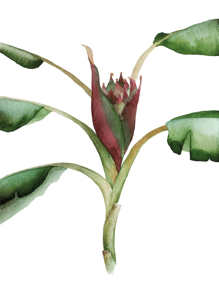Scharlachrote Banane