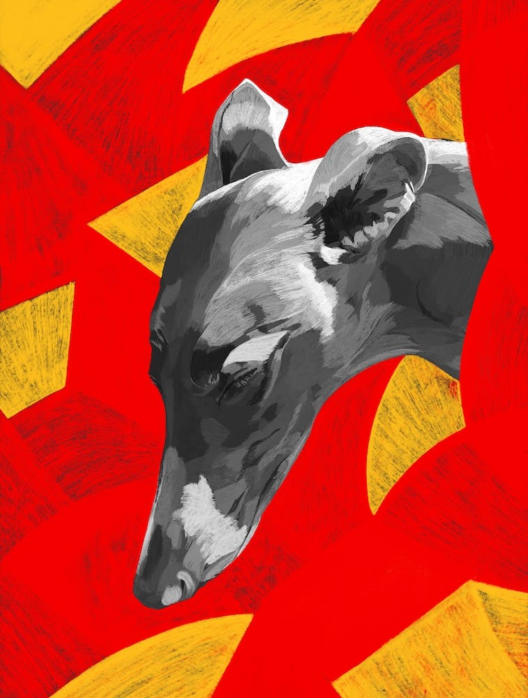 Greyhound Dog Yellow Red