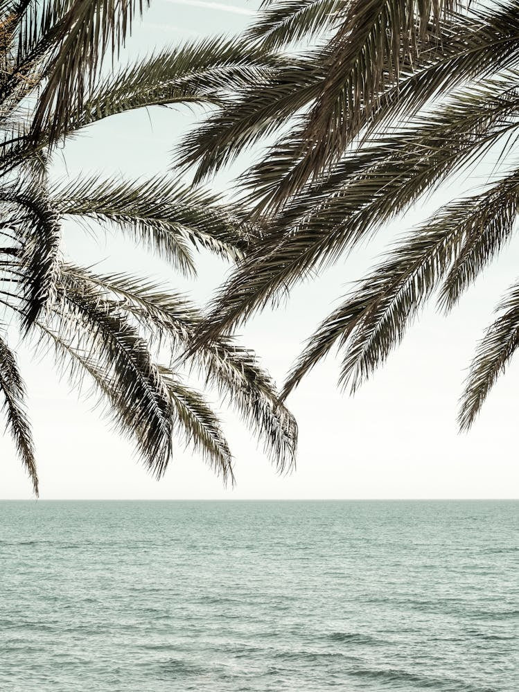 Palm Trees by the Beach_2287046