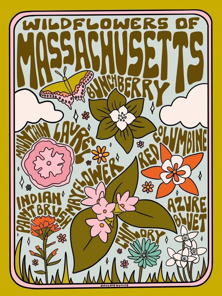 Massachusetts Wildflowers