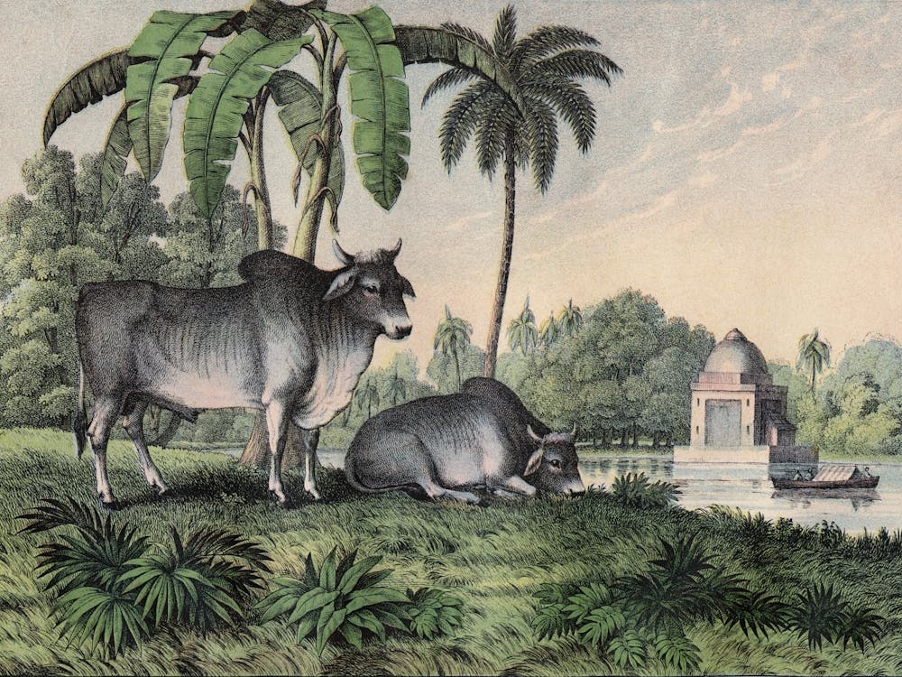 Vintage Kolb 1 Tafel 17 Zebu