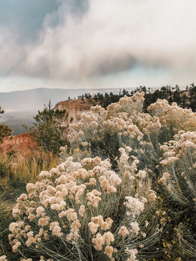 Utah Sagebrush Scenery