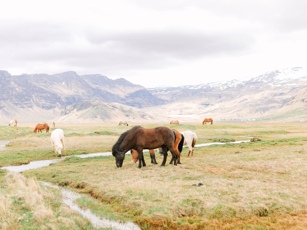 Horses Grazing In Iceland