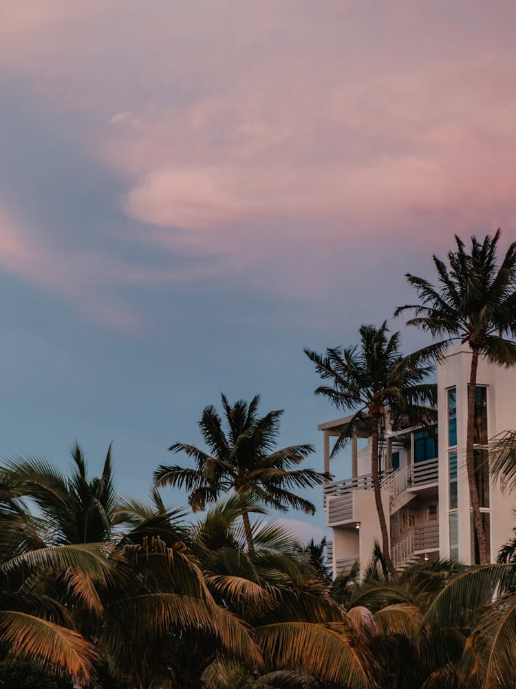 Sunset Over Palm Trees Florida