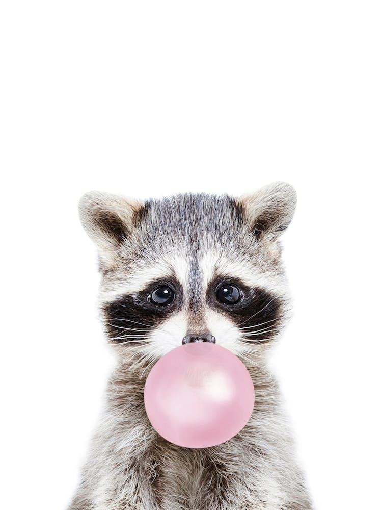 Raton Laveur Au Bubble Gum