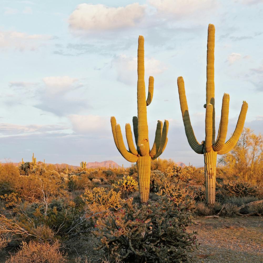 Two Saguaro Cactus