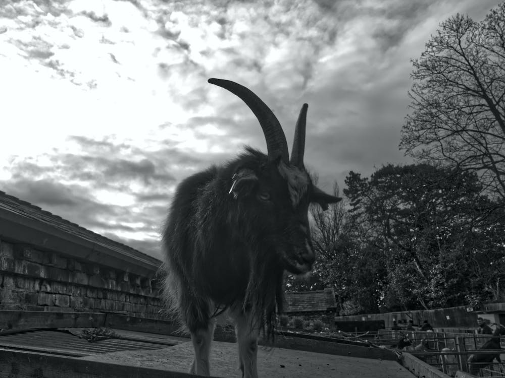 G.O.A.T. - Goat On A Tin-roof 