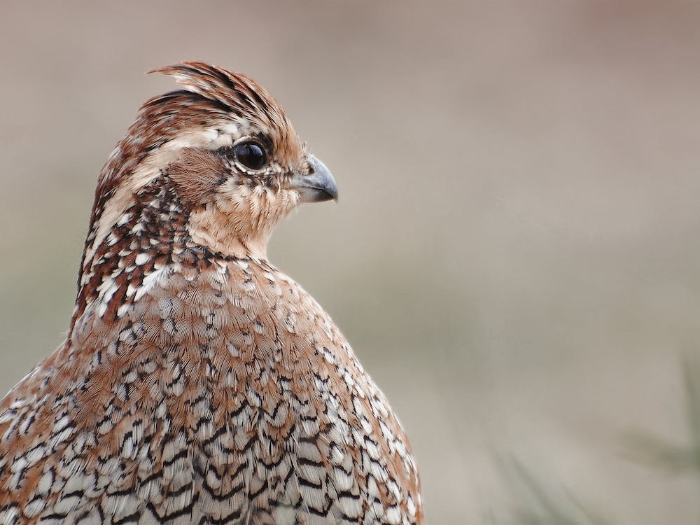 Harlequin Quail Scenery