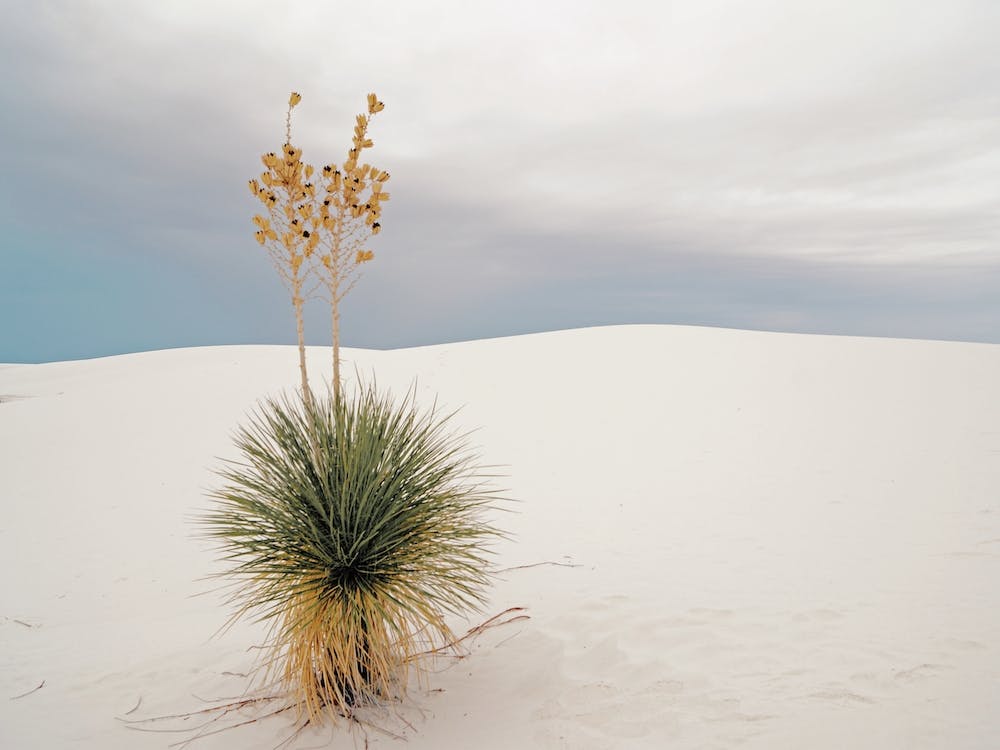 Desert Yucca