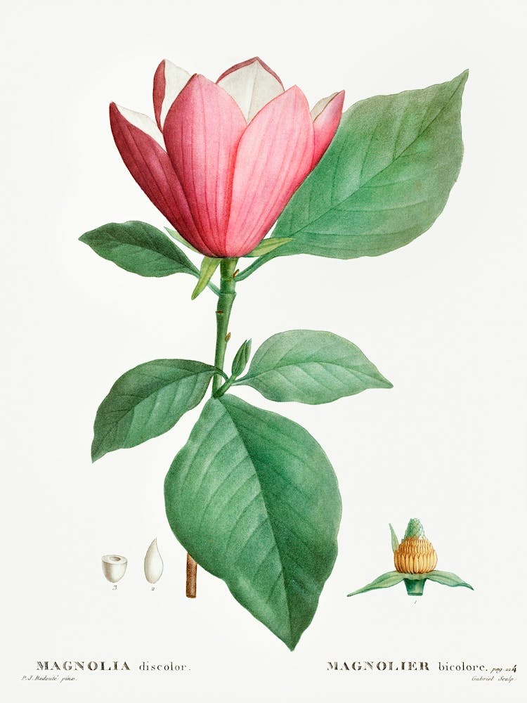 Lilienmagnolie, Pierre Joseph Redoute