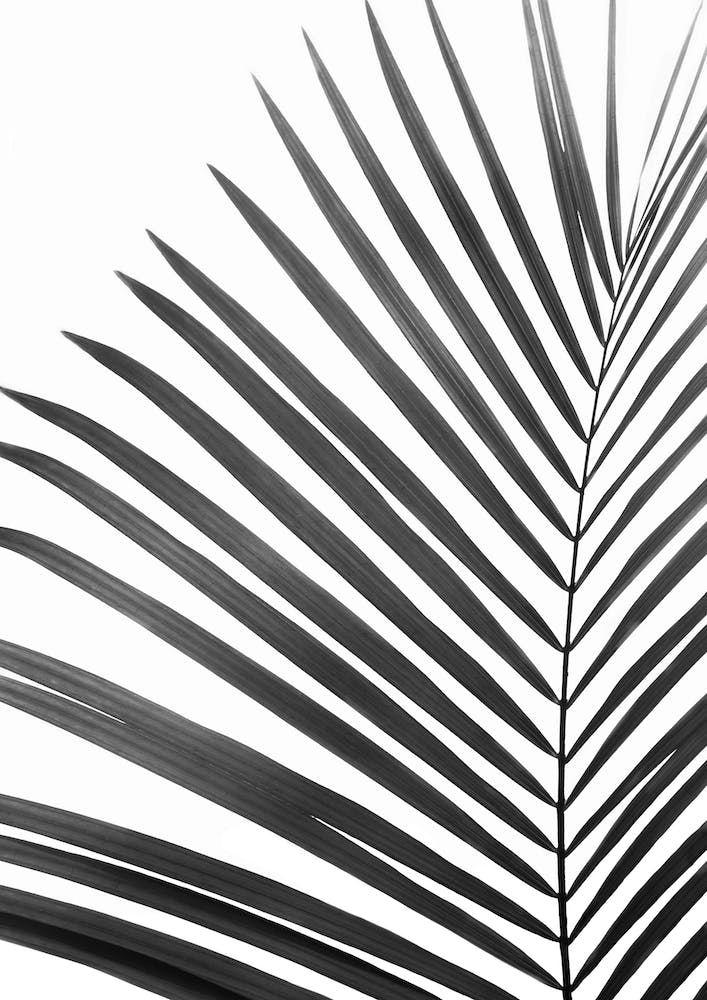 Palm Leaf Black