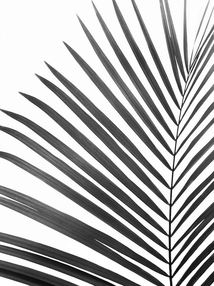 Palm Leaf Black
