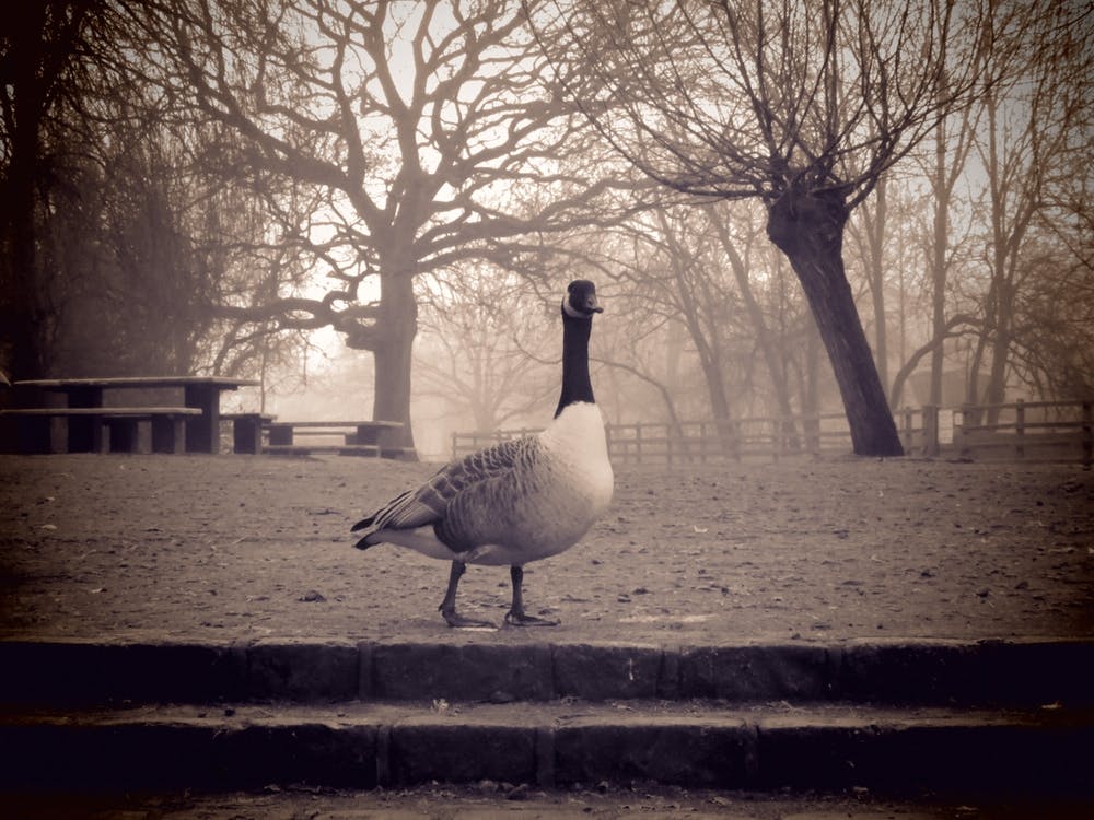 Geese In The Park foggy morning
