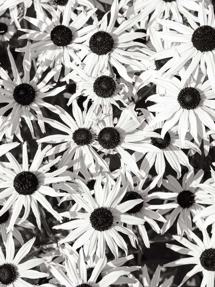Black And White Daisies