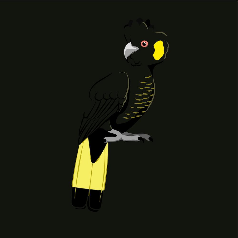 Yellow Tailed Black Cockatoo
