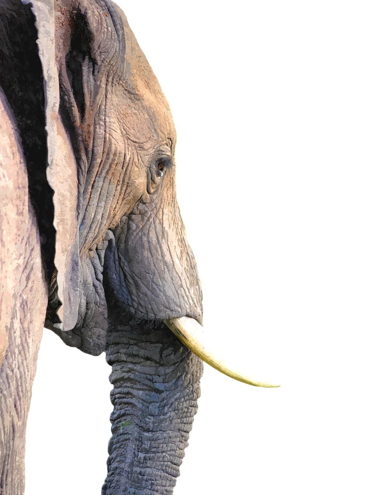 Brown Elephant Profile Watercolor