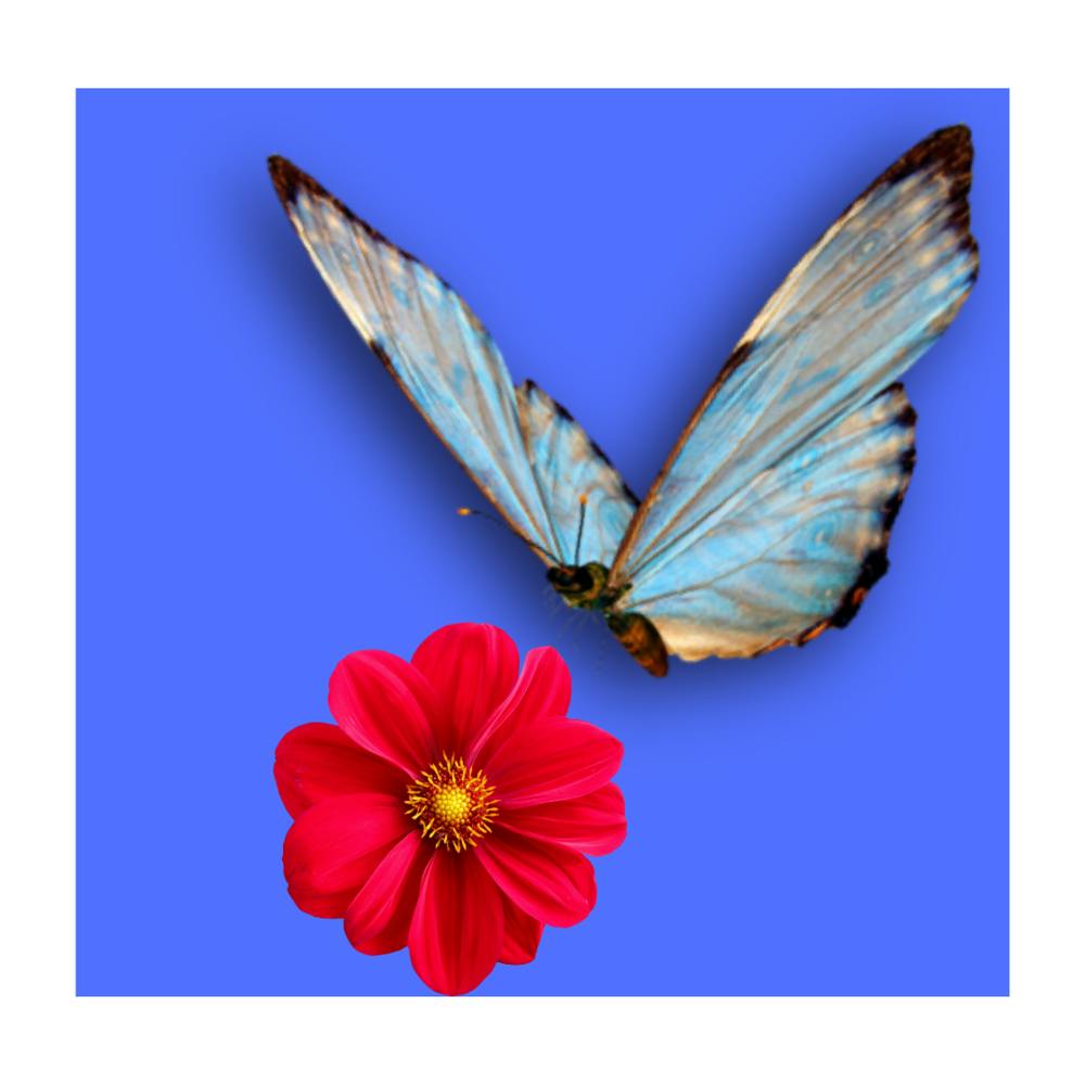 Schmetterling, der den Nektar der Blumen saugt Design
