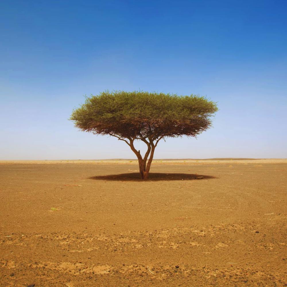 Acacia Tree In The Desert