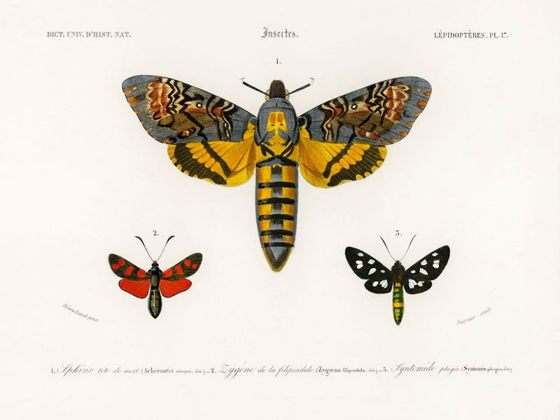 Collection Of Moths, Charles Dessalines D'Orbigny 2