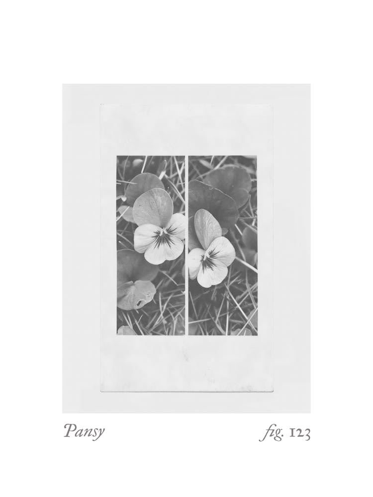 Pansy Botanical Collage 1